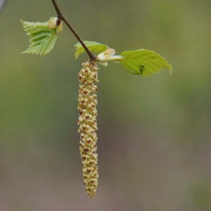 Birch tree catkin is a common allergen.